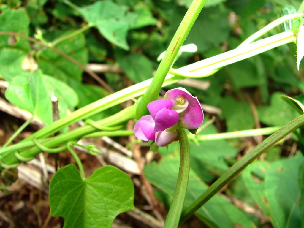 Foto de Esparza (Puntarenas), Costa Rica