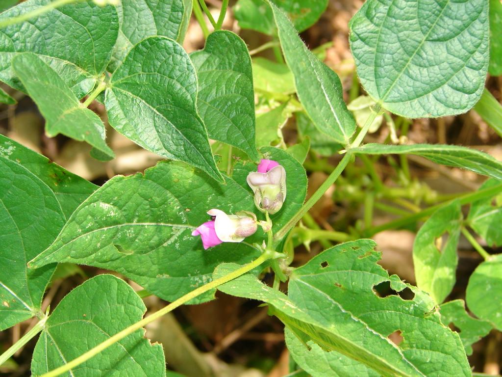 Foto de Esparza (Puntarenas), Costa Rica
