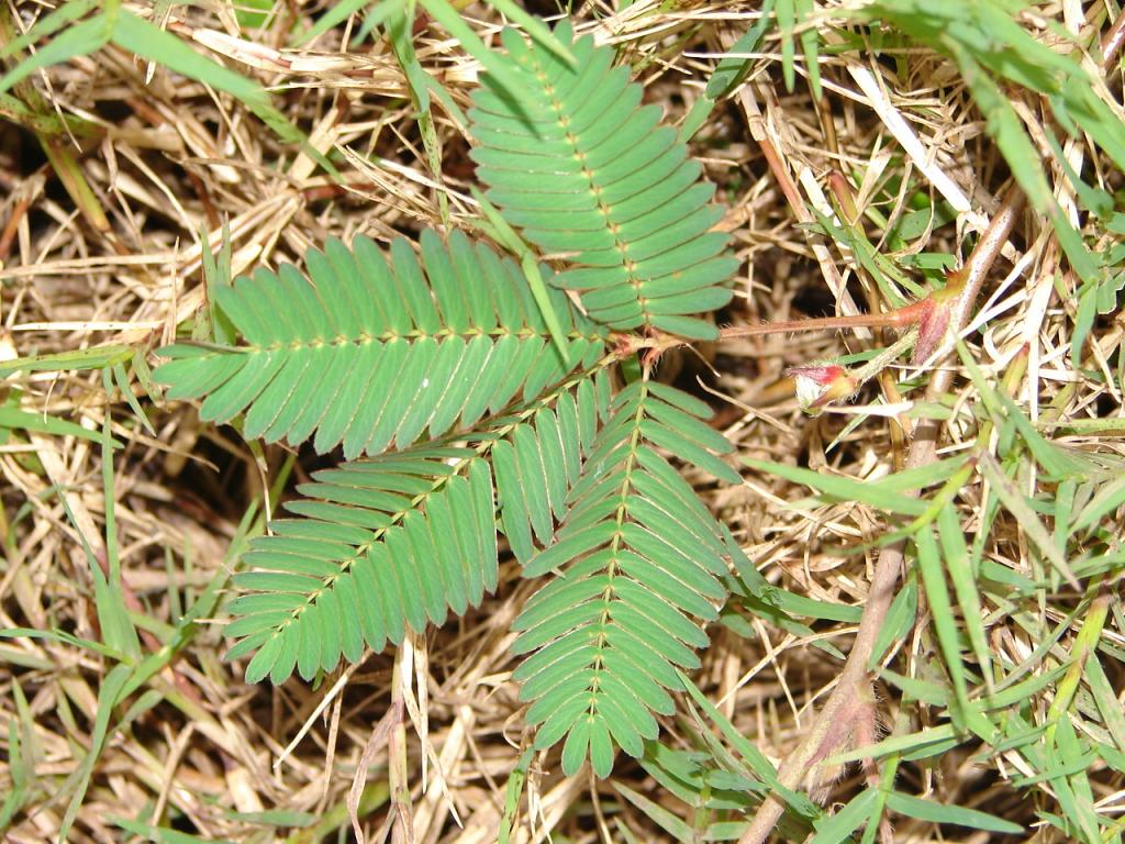 Foto de Esparza (Puntarenas), Costa Rica