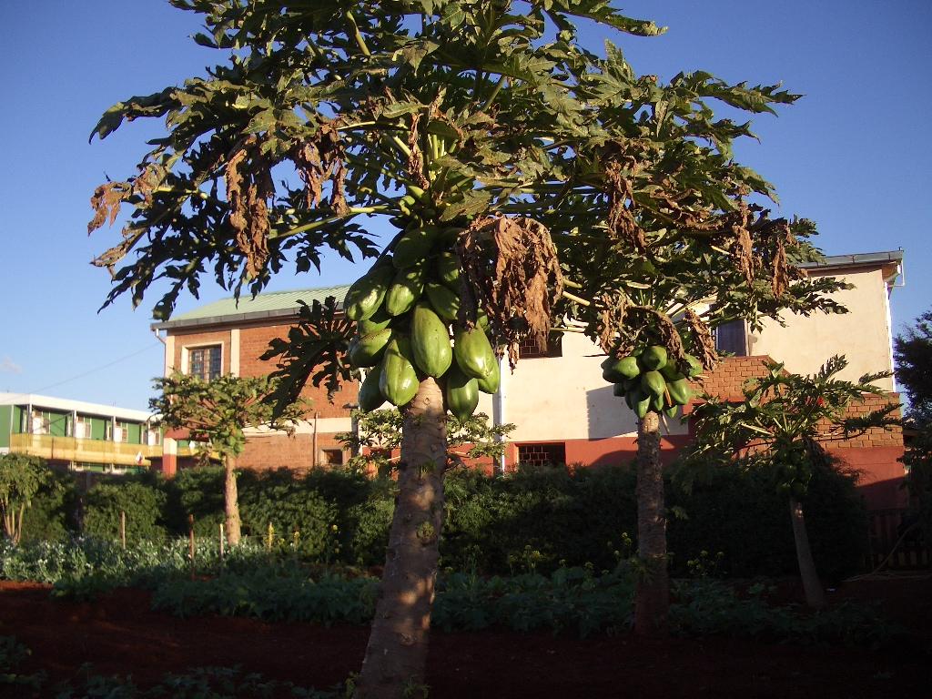 Foto de Vontovorona, Madagascar