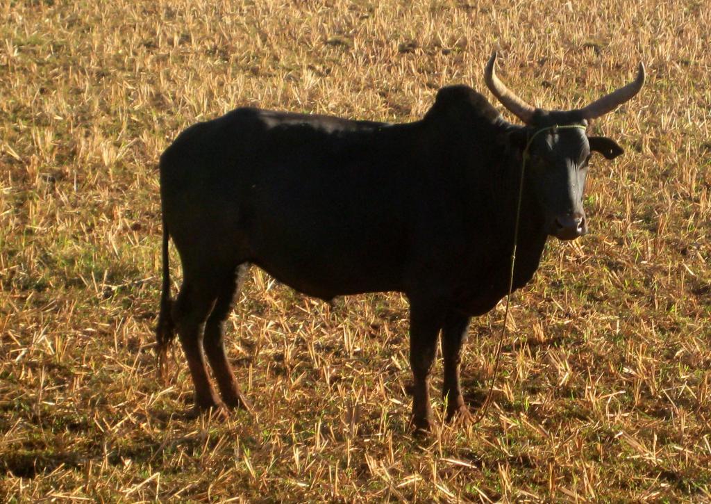 Foto de Ambositra, Madagascar