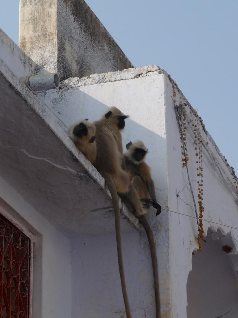 Foto de Pushkar, India