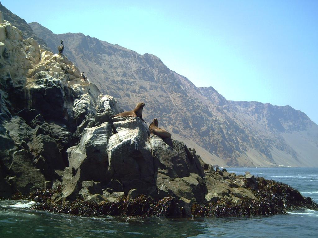 Foto de Arica, Chile