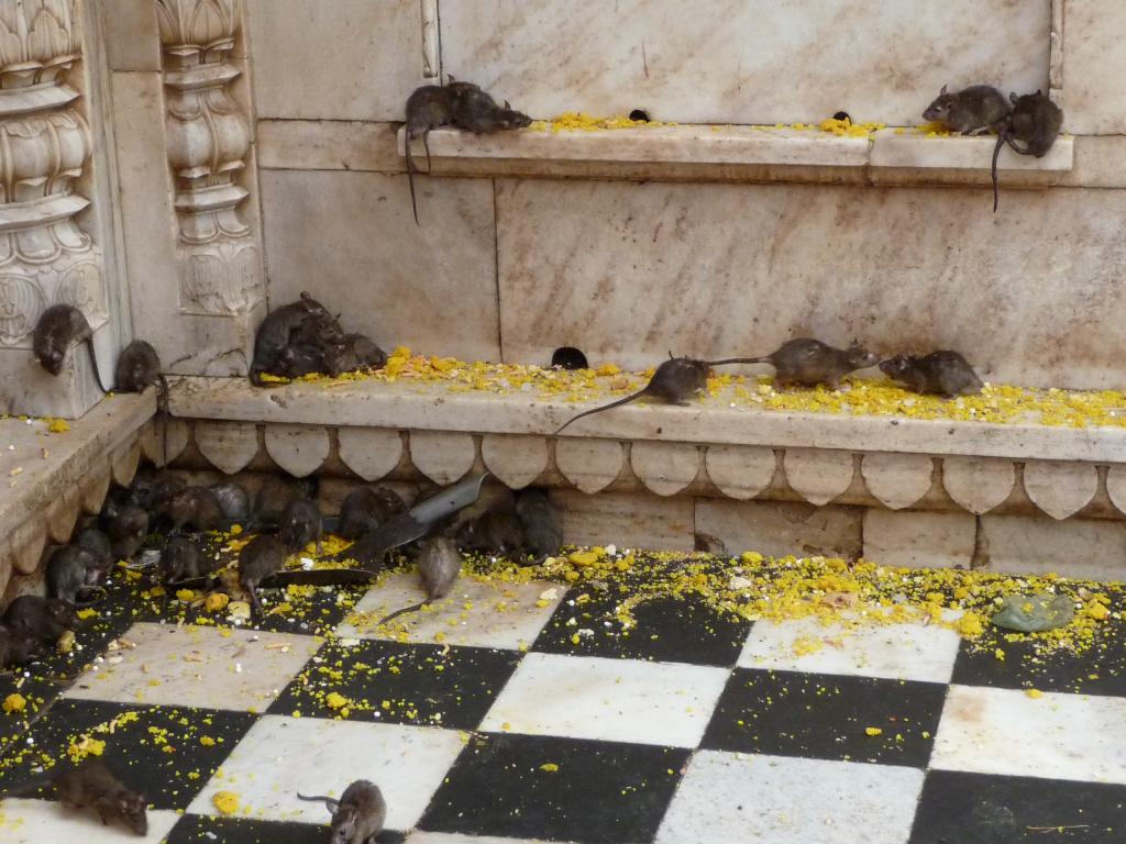 Foto de Deshnok, India