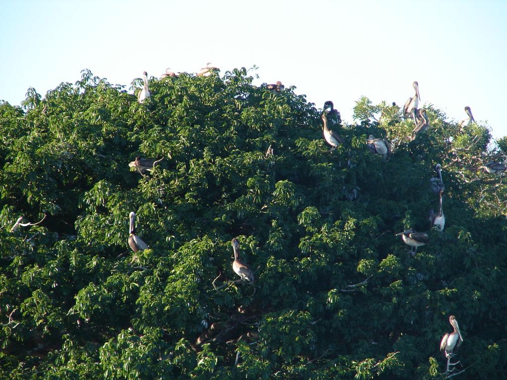 Foto de Puntarenas, Costa Rica