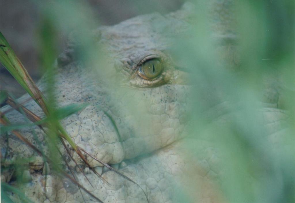 Foto de Orocue, Colombia