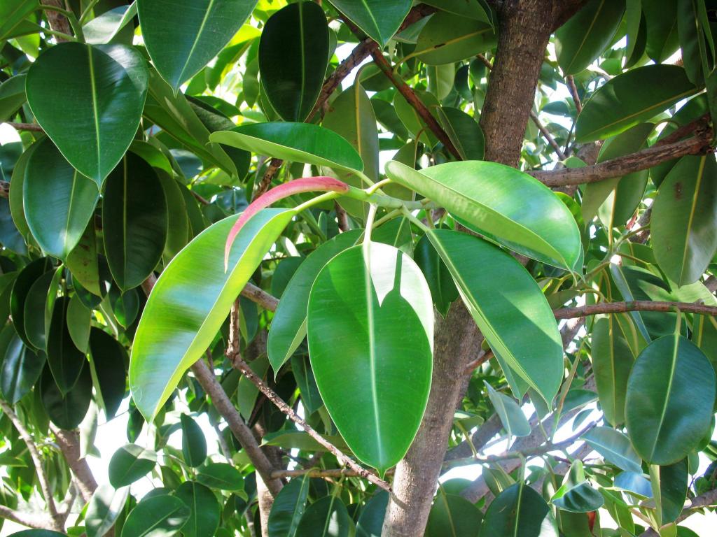 Foto de Misiones, Argentina