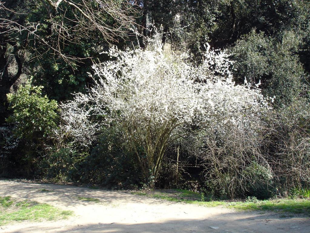 Foto de Barcelona (Cataluña), España