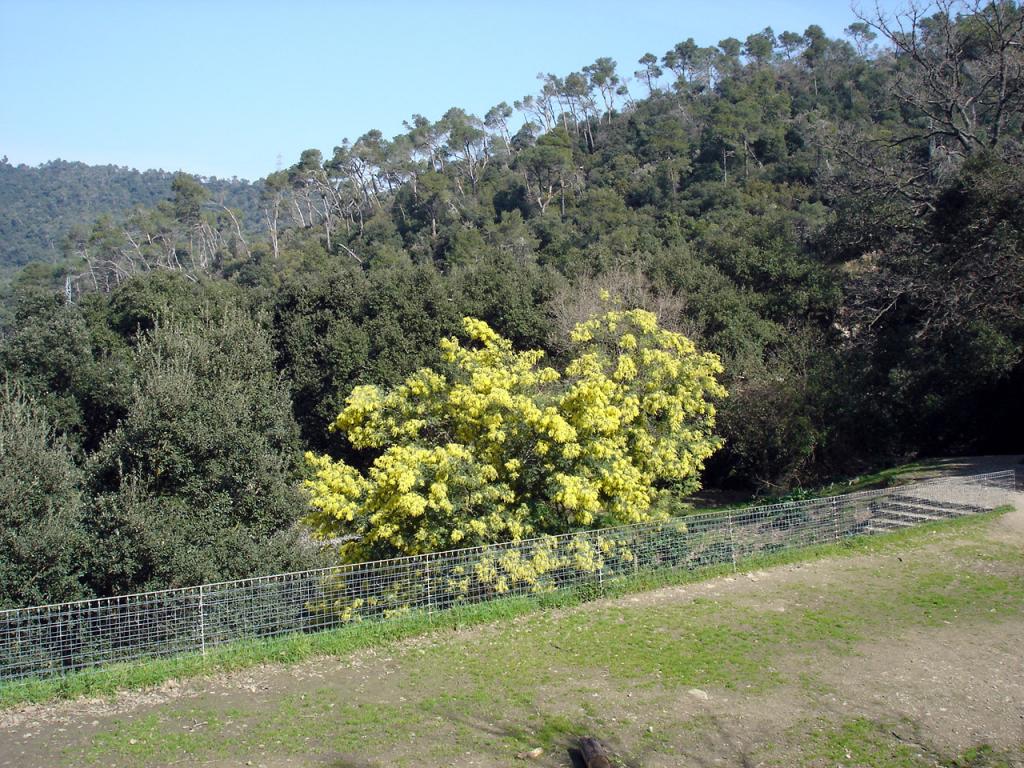 Foto de Barcelona (Cataluña), España