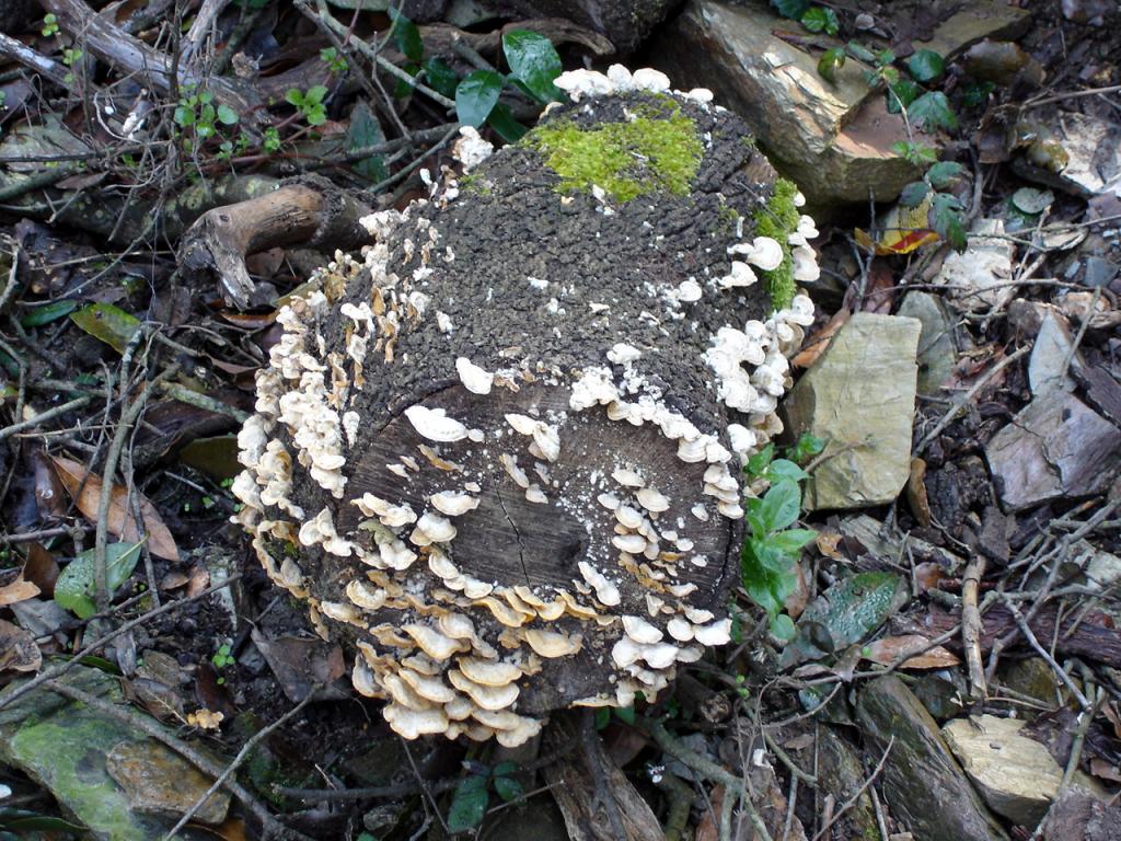 Foto de Barcelona (Cataluña), España