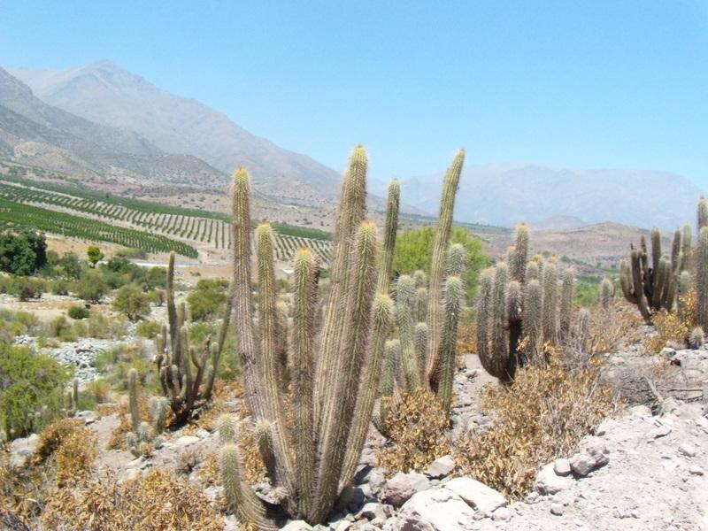 Foto de Petorca, Chile