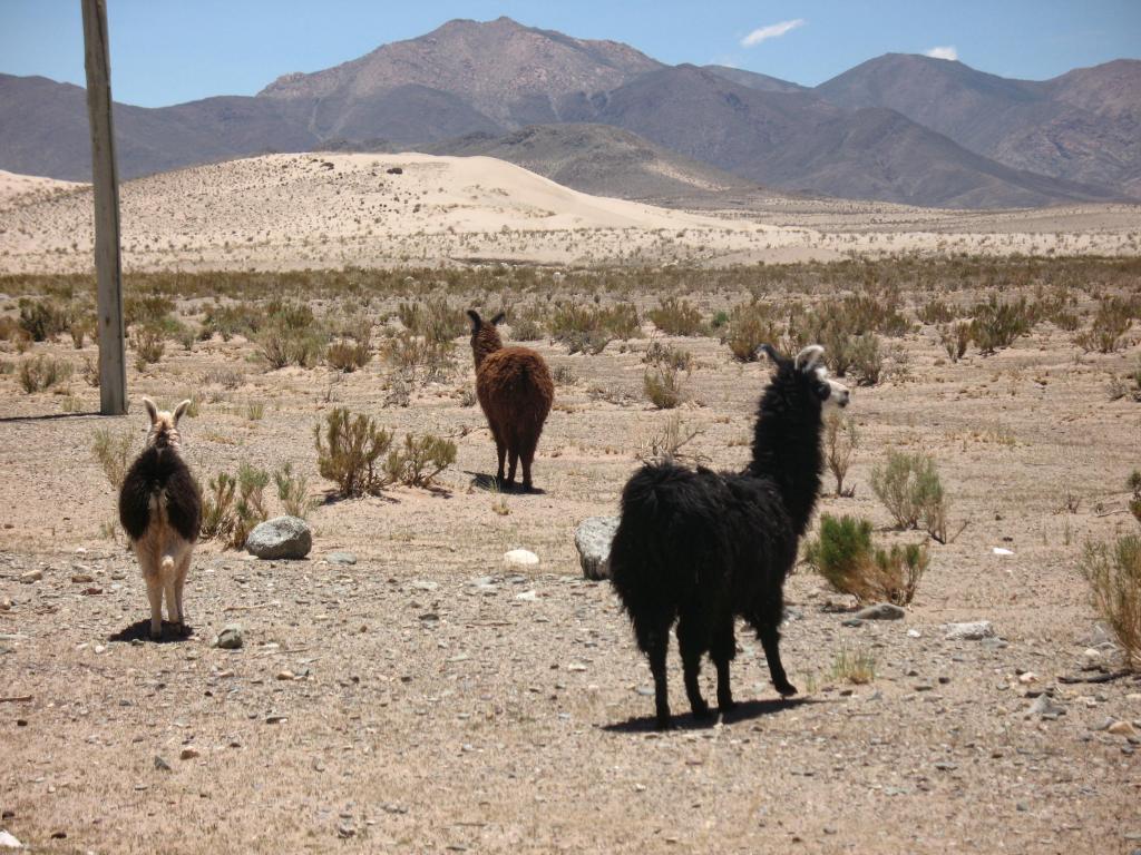 Foto de Salinas Grandes, Argentina
