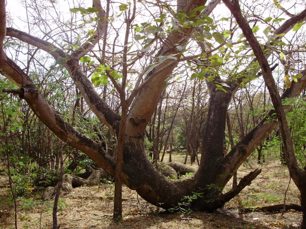 Foto de Guanacaste, Costa Rica
