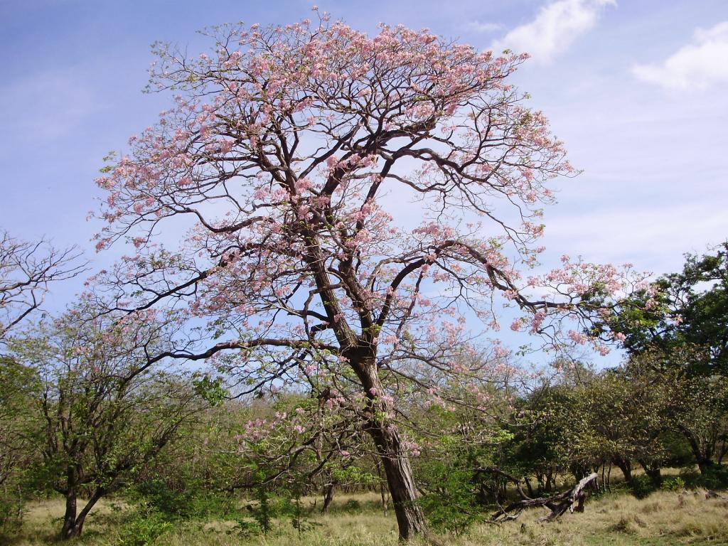Foto de Guanacaste, Costa Rica