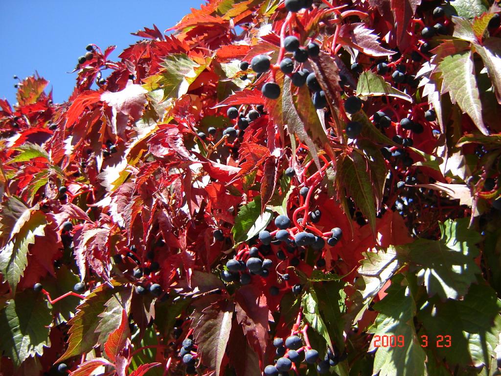 Foto de San Martín de los Andes, Argentina