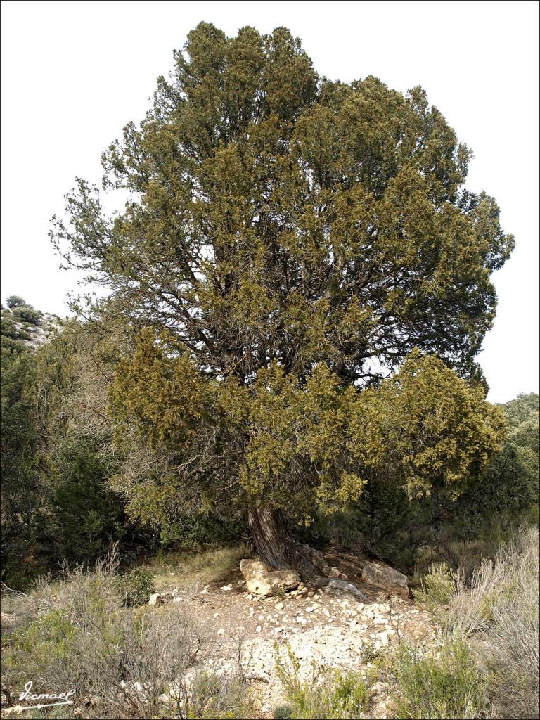 Foto de Alconchel de Ariza (Zaragoza), España