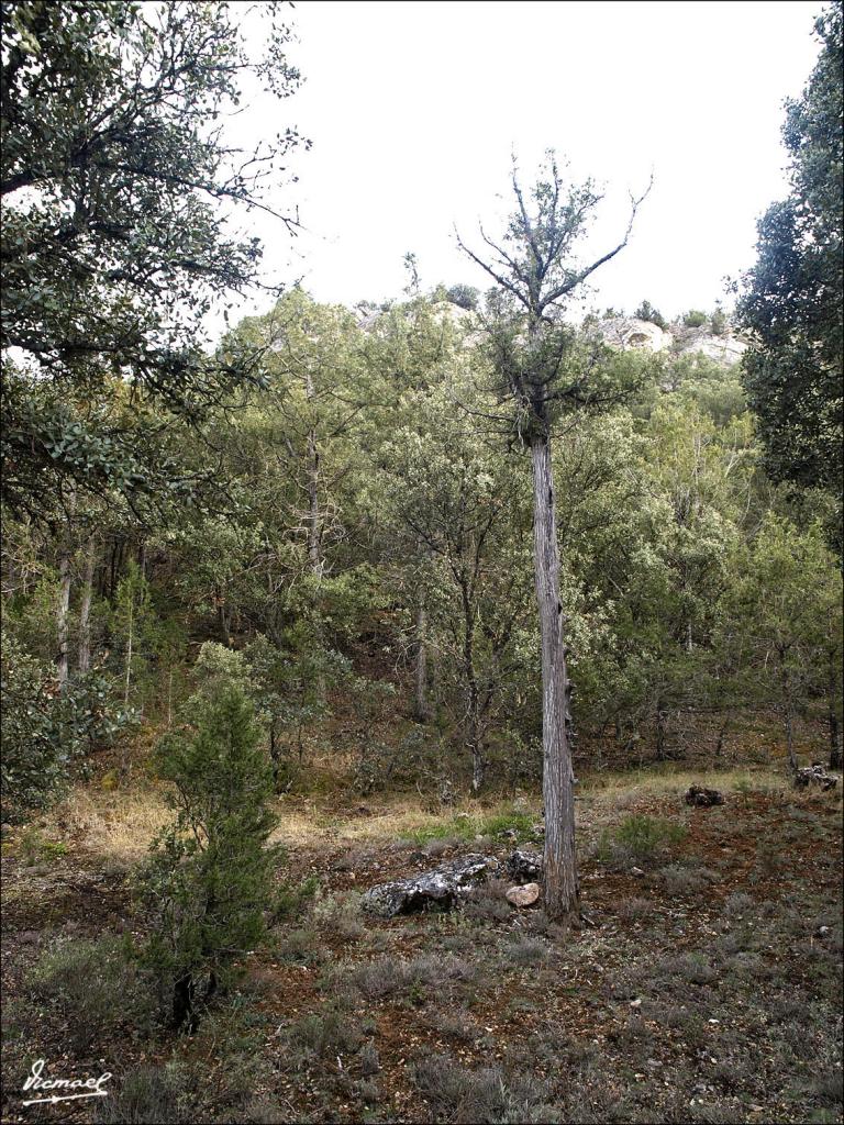 Foto de Alconchel de Ariza (Zaragoza), España