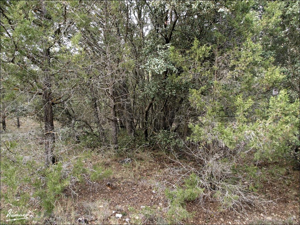 Foto de Alconchel de Ariza (Zaragoza), España