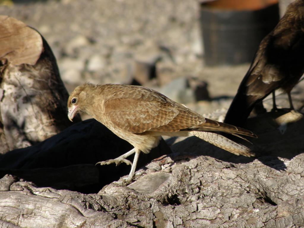 Foto de San Martín de los Andes (Neuquén), Argentina