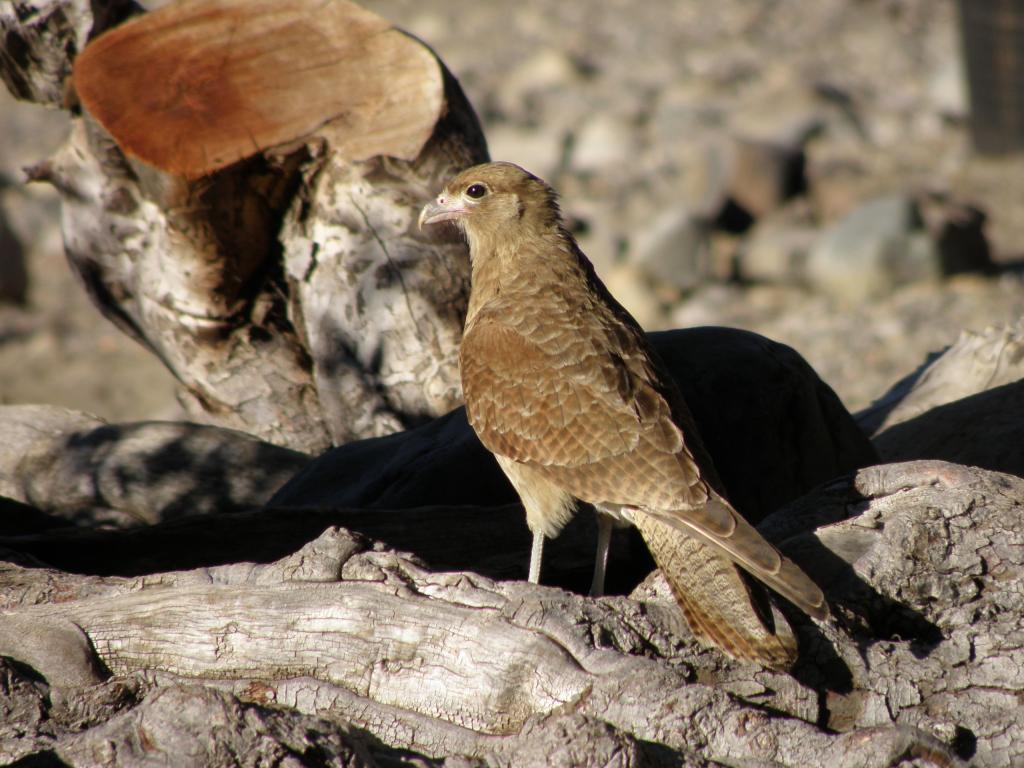 Foto de San Martín de los Andes (Neuquén), Argentina