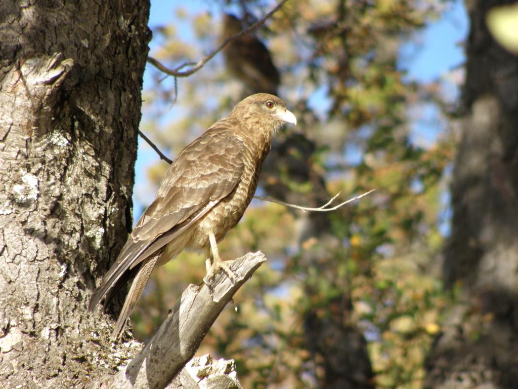 Foto de San Martín de los Andes (Neuquén), Argentina