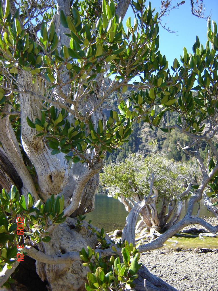 Foto de San Martín de los Andes (Neuquén), Argentina