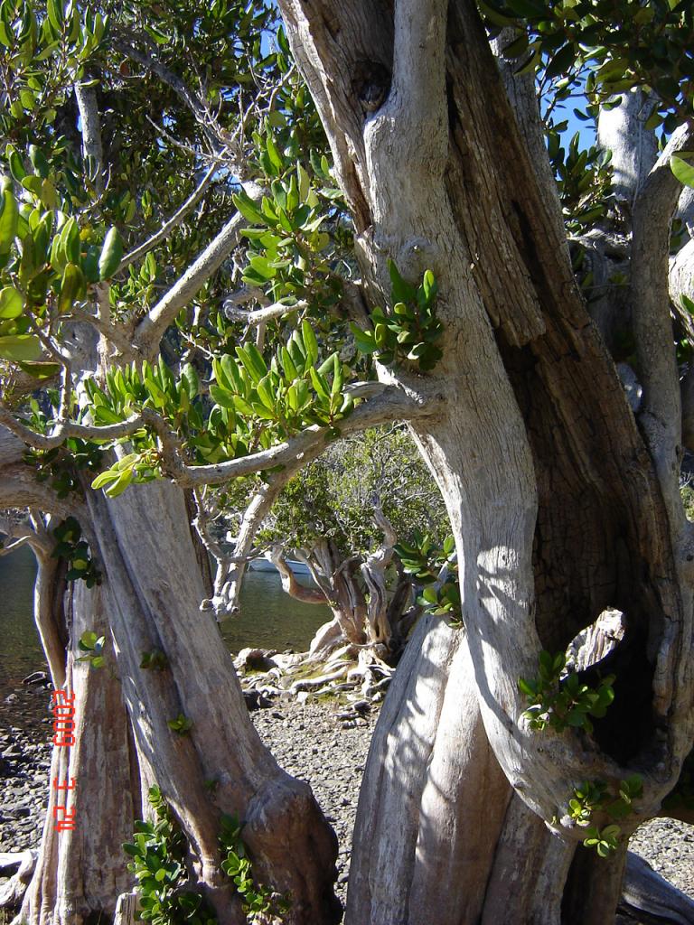 Foto de San Martín de los Andes (Neuquén), Argentina