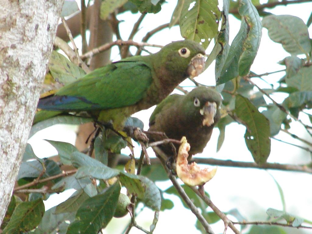 Foto de San Carlos (Alajuela), Costa Rica