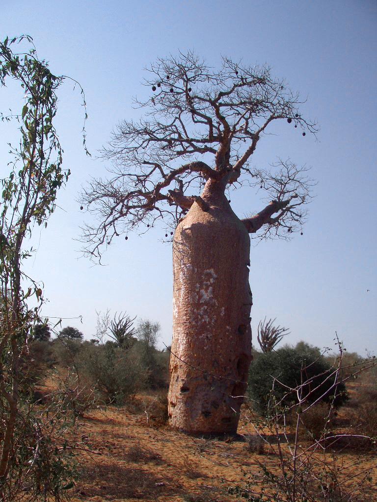 Foto de Ifaty, Madagascar