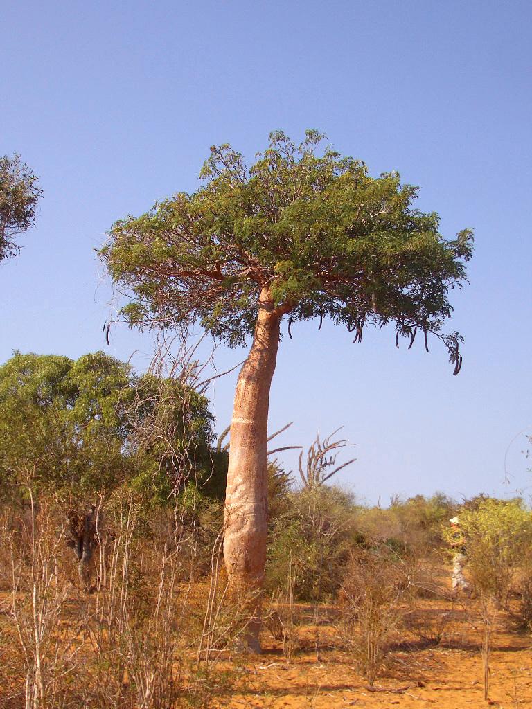 Foto de Ifaty, Madagascar