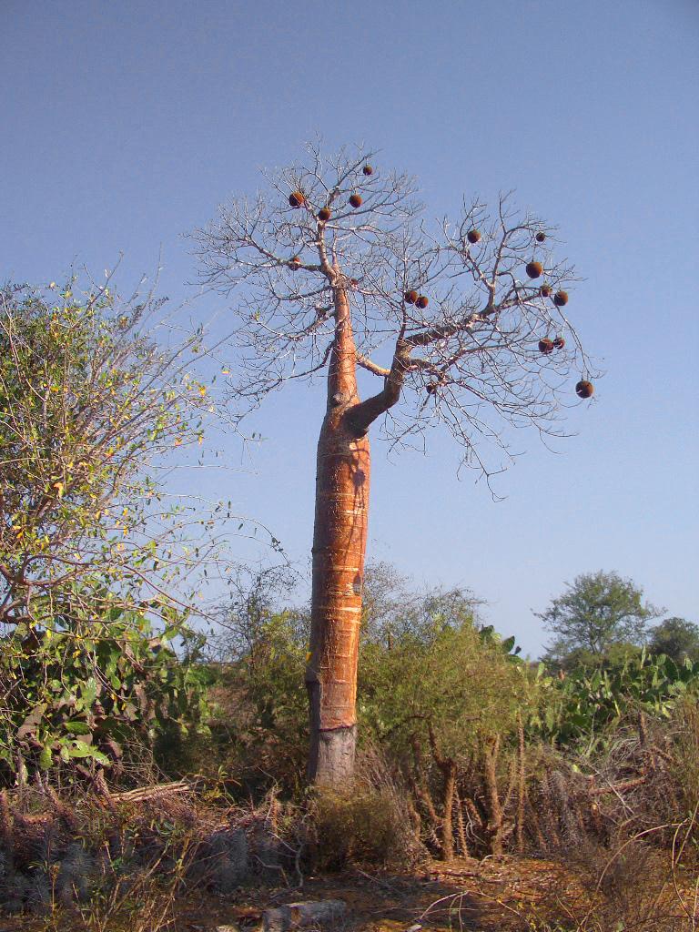 Foto de Ifaty, Madagascar