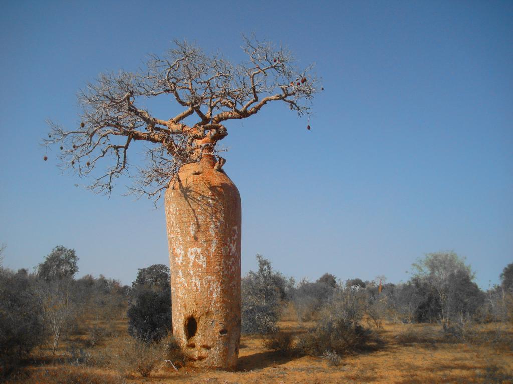 Foto de Ifaty, Madagascar