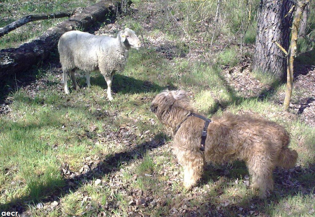 Foto de Villanueva de la Cañada (Madrid), España