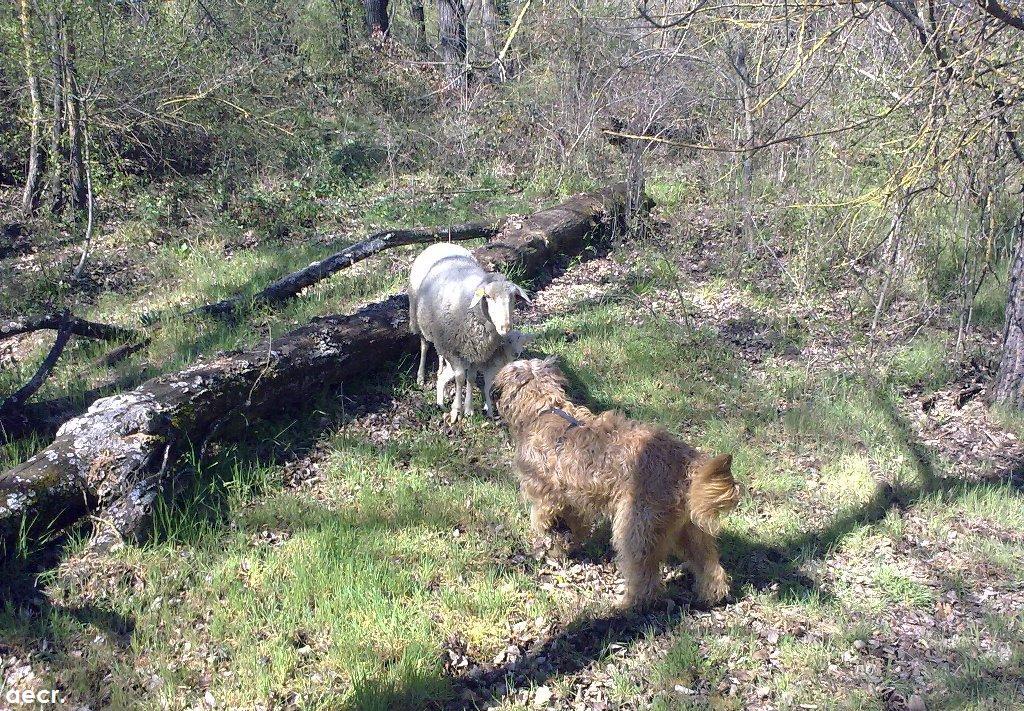 Foto de Villanueva de la Cañada (Madrid), España