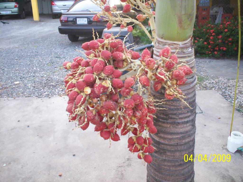 Foto de Puntarenas, Costa Rica