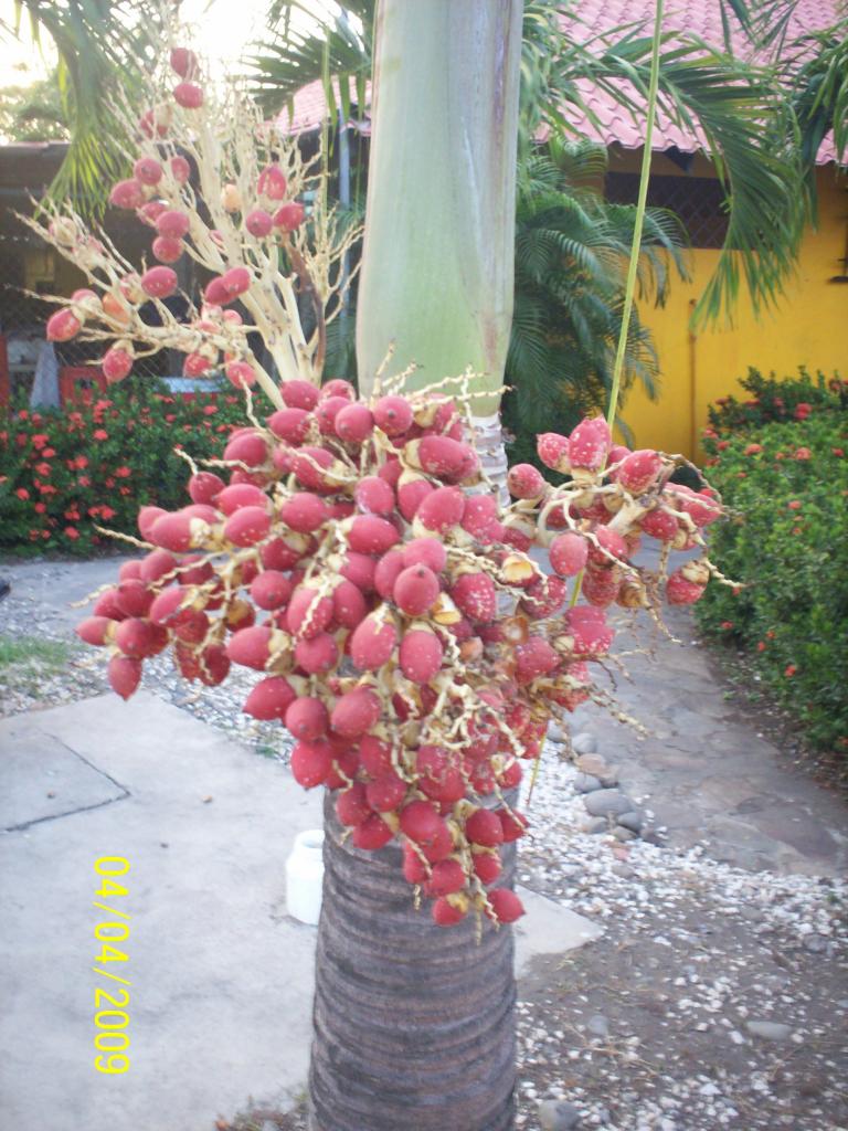 Foto de Puntarenas, Costa Rica