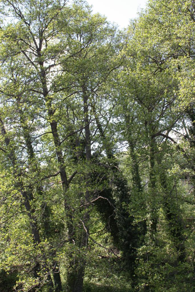 Foto de Losar de la Vera (Cáceres), España