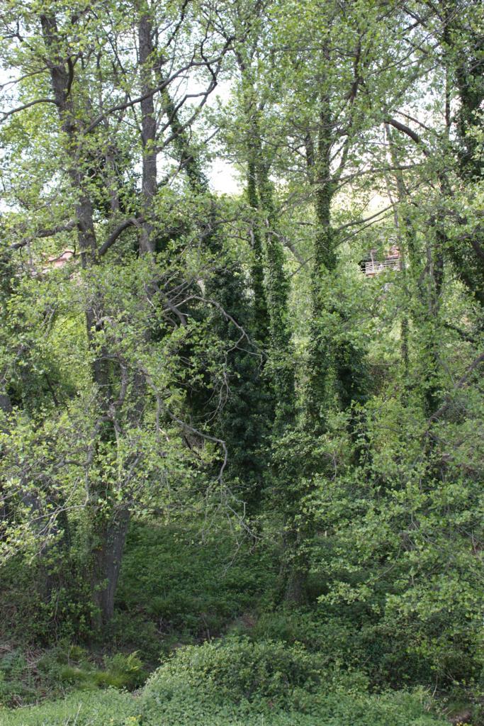 Foto de Losar de la Vera (Cáceres), España