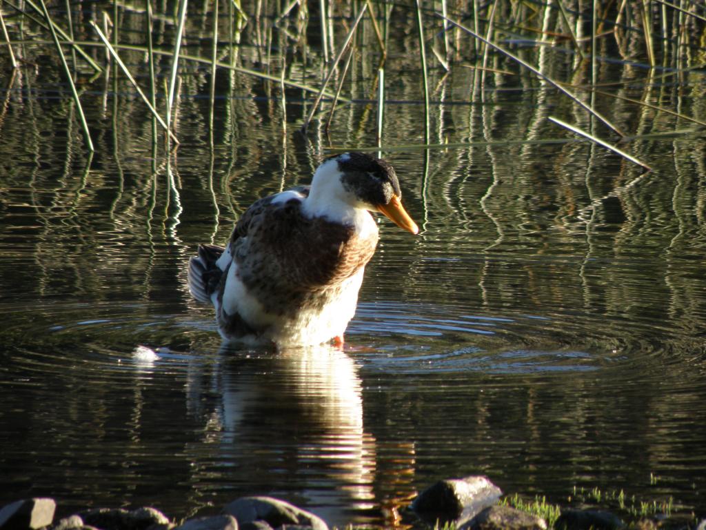 Foto de San Martín de los Andes (Neuquén), Argentina