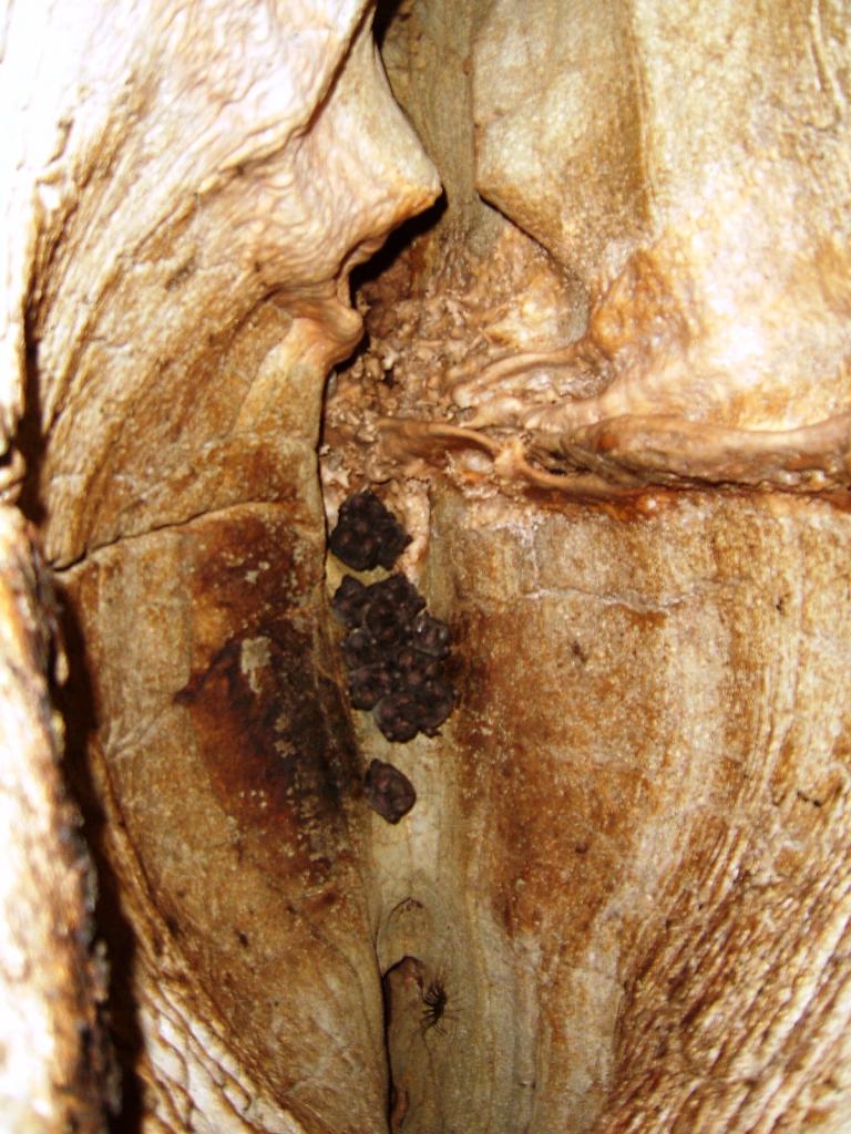 Foto de Chanchamayo, Perú