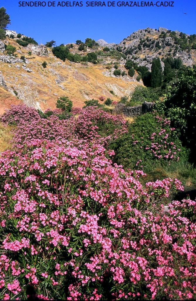 Foto de Grazalema (Cádiz), España