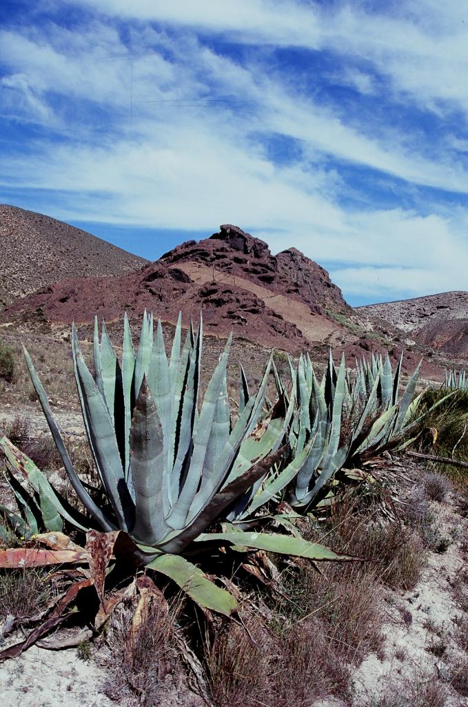 Foto de Cabo de Gata (Castelló), España