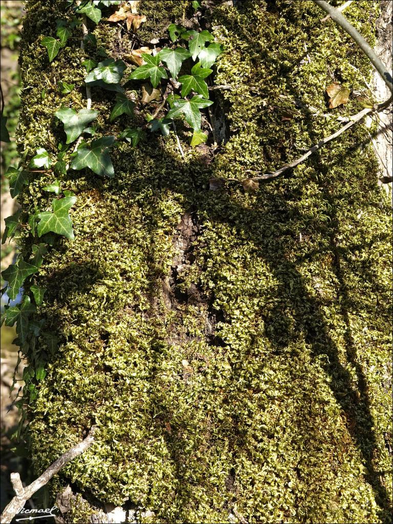 Foto de Barcena Mayor (Cantabria), España