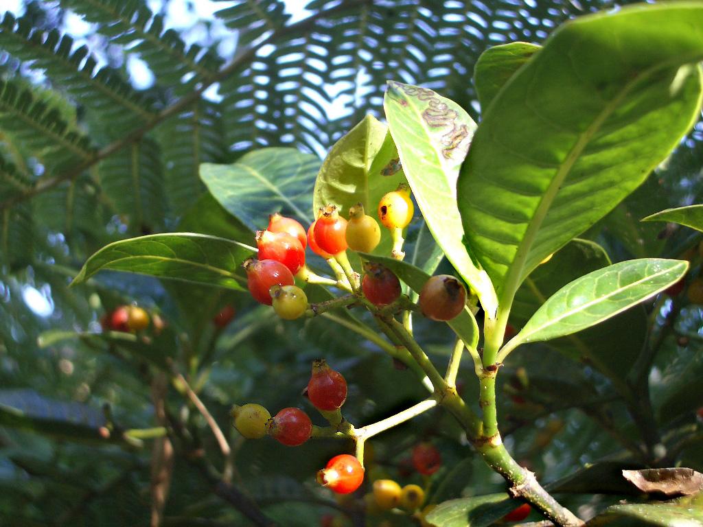 Foto de Ranomafana, Madagascar