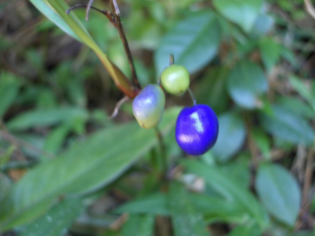 Foto de Ranomafana, Madagascar
