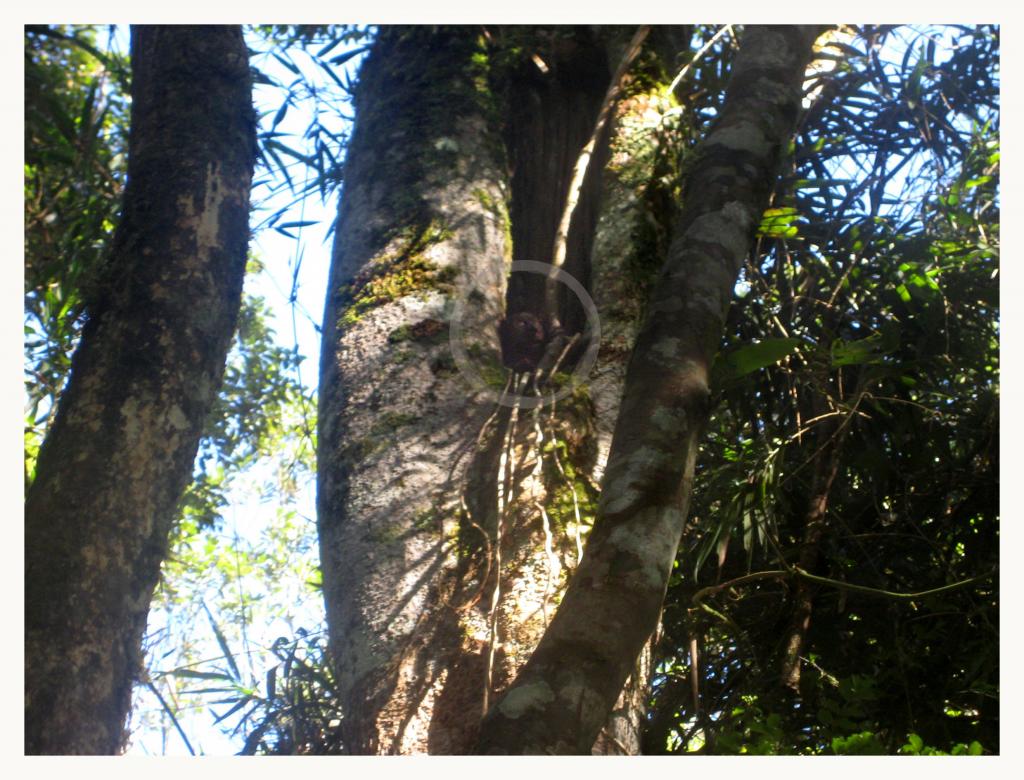 Foto de Ranomafana, Madagascar