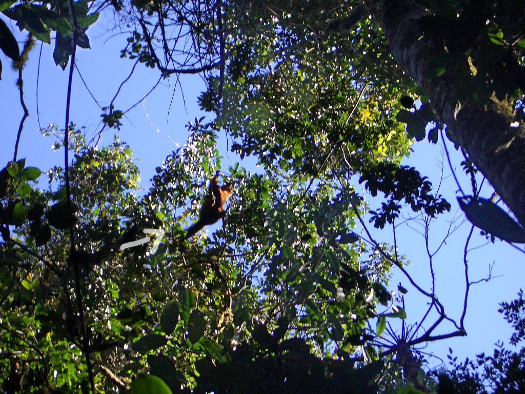 Foto de Ranomafana, Madagascar