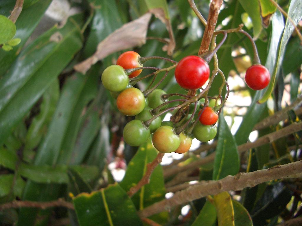 Foto de Sahambavy, Madagascar