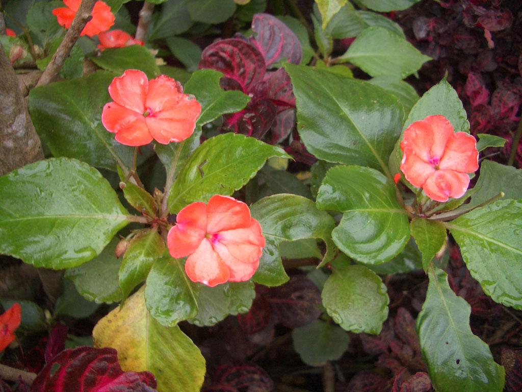 Foto de Sahambay, Madagascar