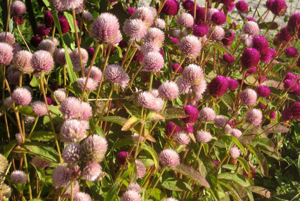 Foto de Sahambavy, Madagascar